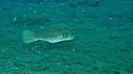 Image of Reticulated Blow Fish