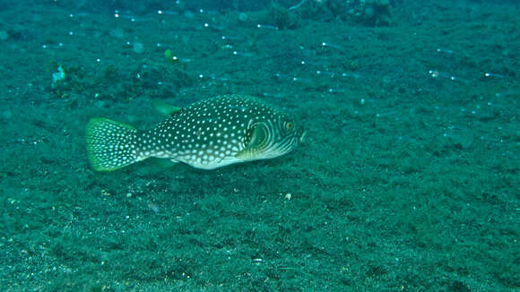 Image of Reticulated Blow Fish