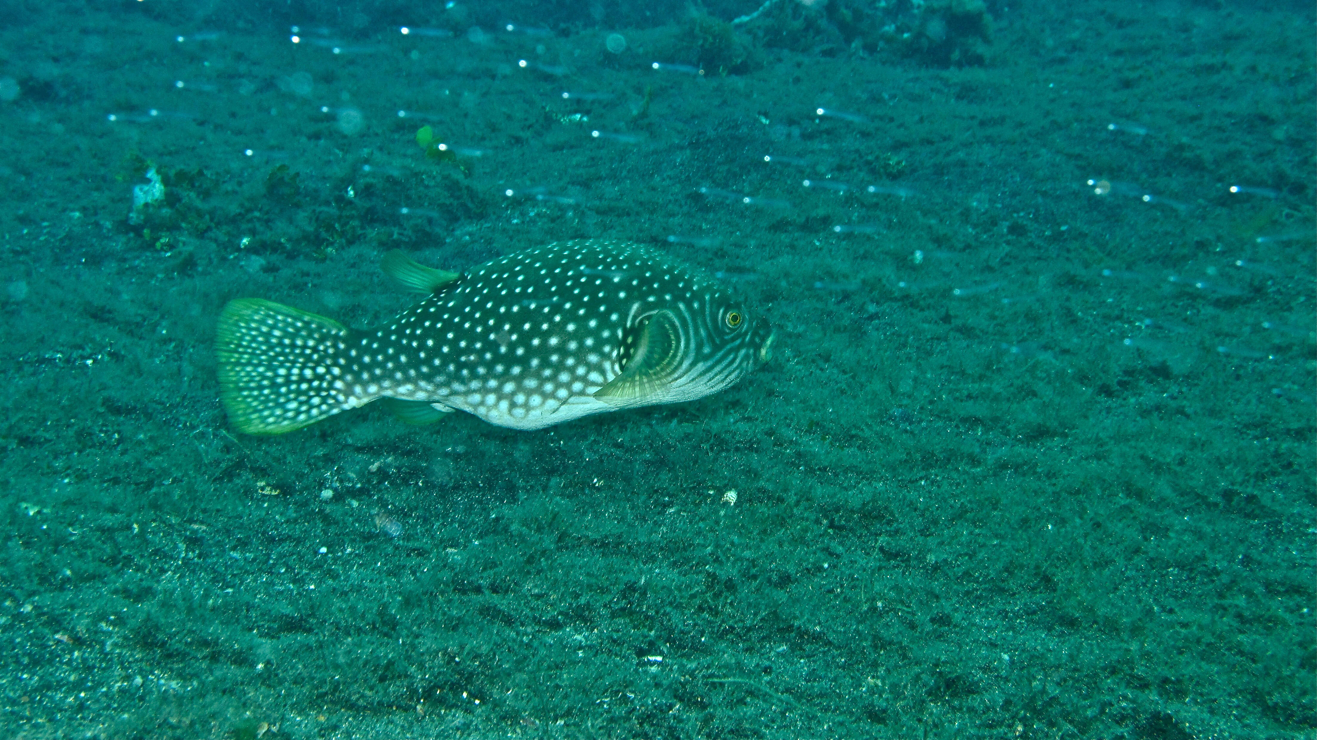 Image of Reticulated Blow Fish