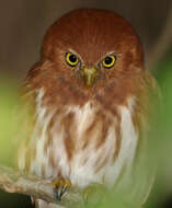 Image of Ferruginous Pygmy Owl