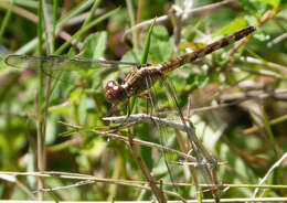 Sivun Erythrodiplax umbrata (Linnaeus 1758) kuva