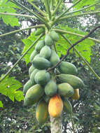 Image of papaya