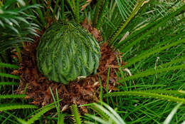 Image of Cycas hainanensis C. J. Chen