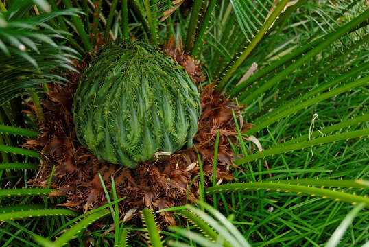 Image of Cycas hainanensis C. J. Chen