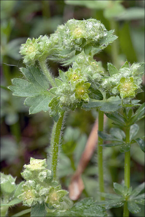 Image of lady's mantle