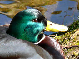 Image of Common Mallard