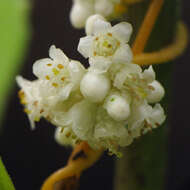 Image of beaked dodder