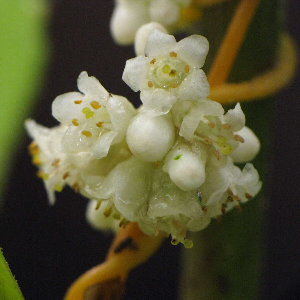 Image of beaked dodder