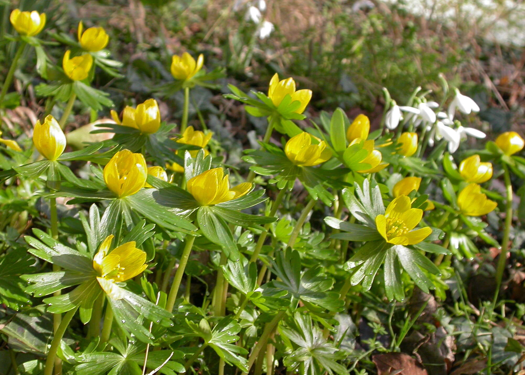 Image of eranthis