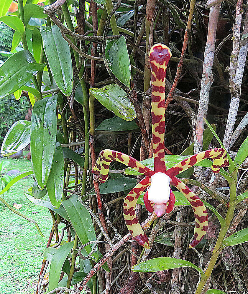 Image of Spider and scorpion orchids