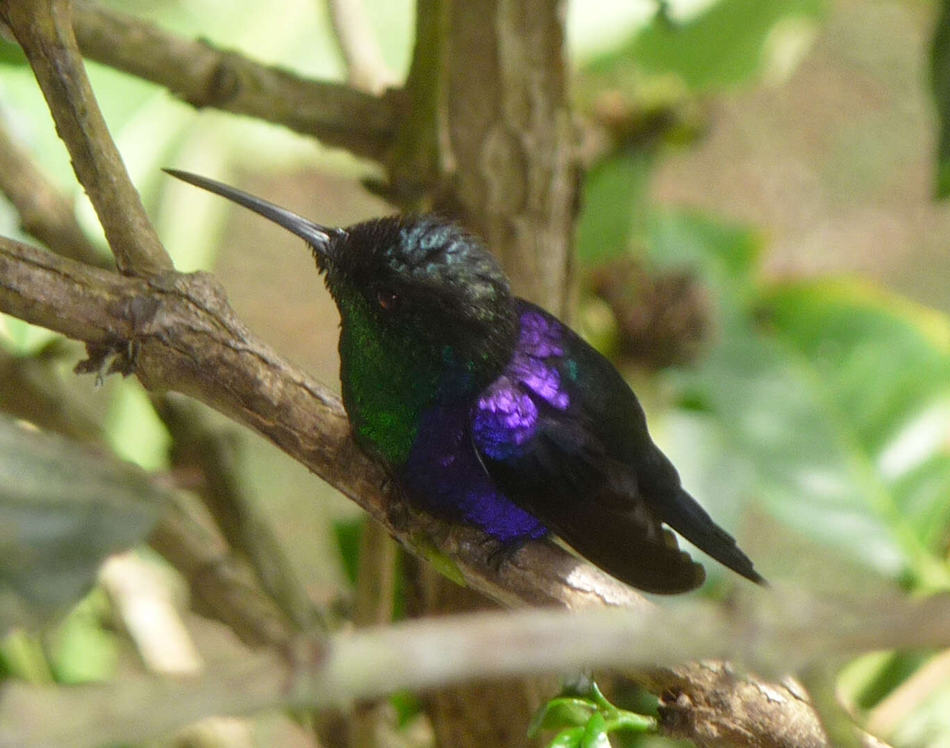 Image of Sabrewing