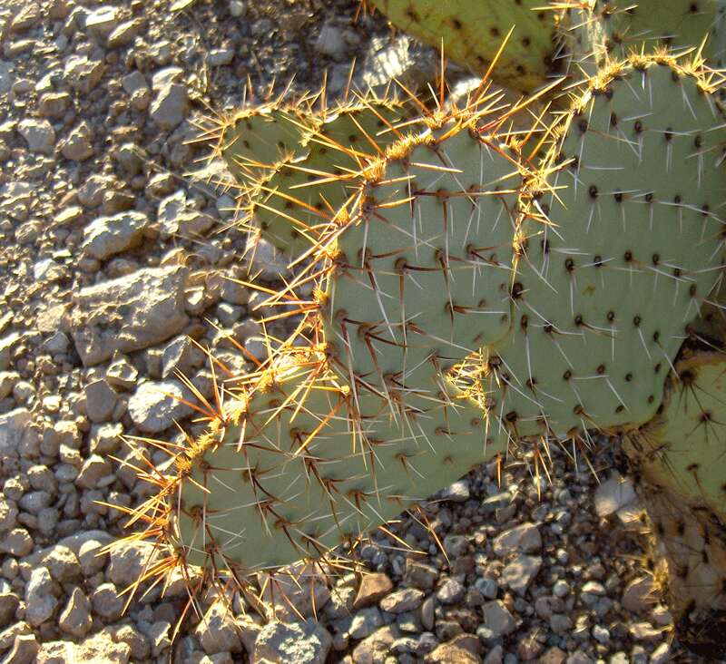 Image of Brownspine Pricklypear