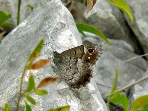 Image of Pseudotergumia