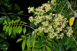 Image of tree-of-heaven