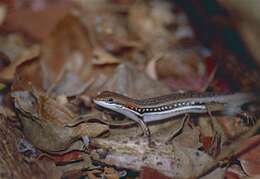 Image de Trachylepis elegans Peters 1854