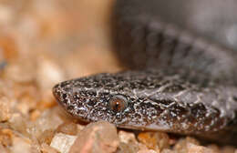 Image of Common Wolf Snake