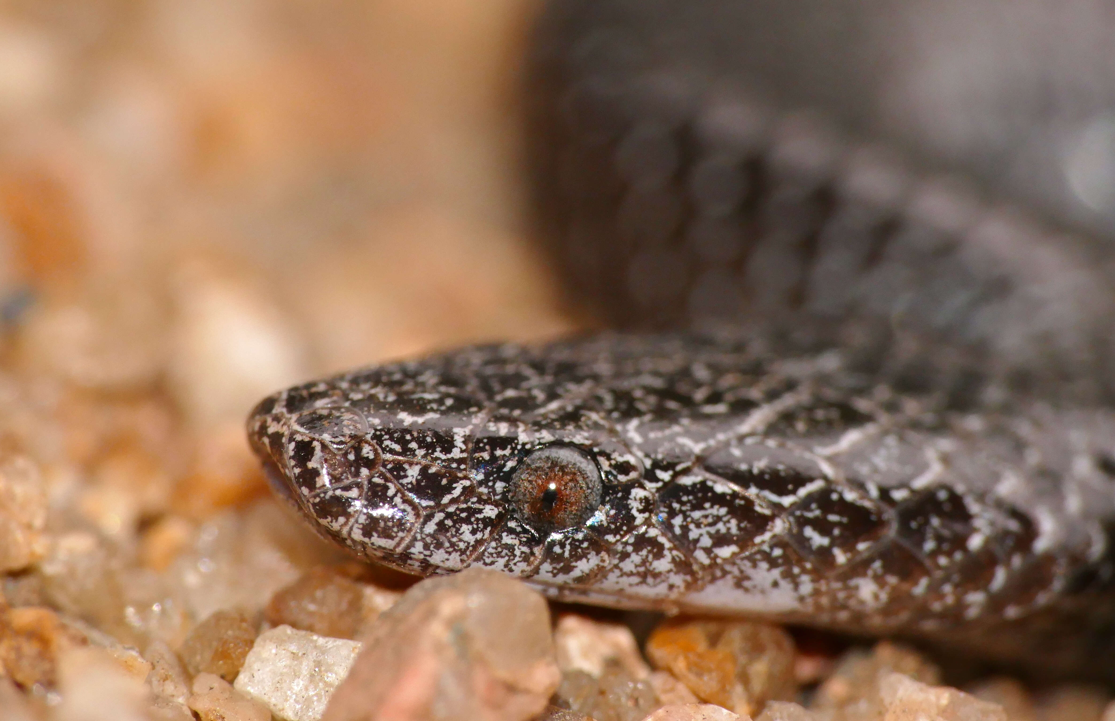 Image of Common Wolf Snake