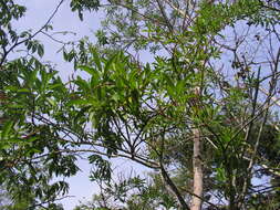 Imagem de Sapium glandulosum (L.) Morong