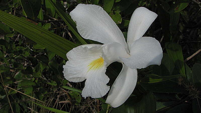 Image of Sobralia liliastrum Lindl.