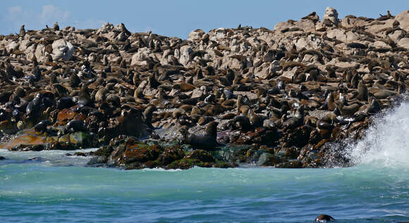 Image of Afro-Australian Fur Seal