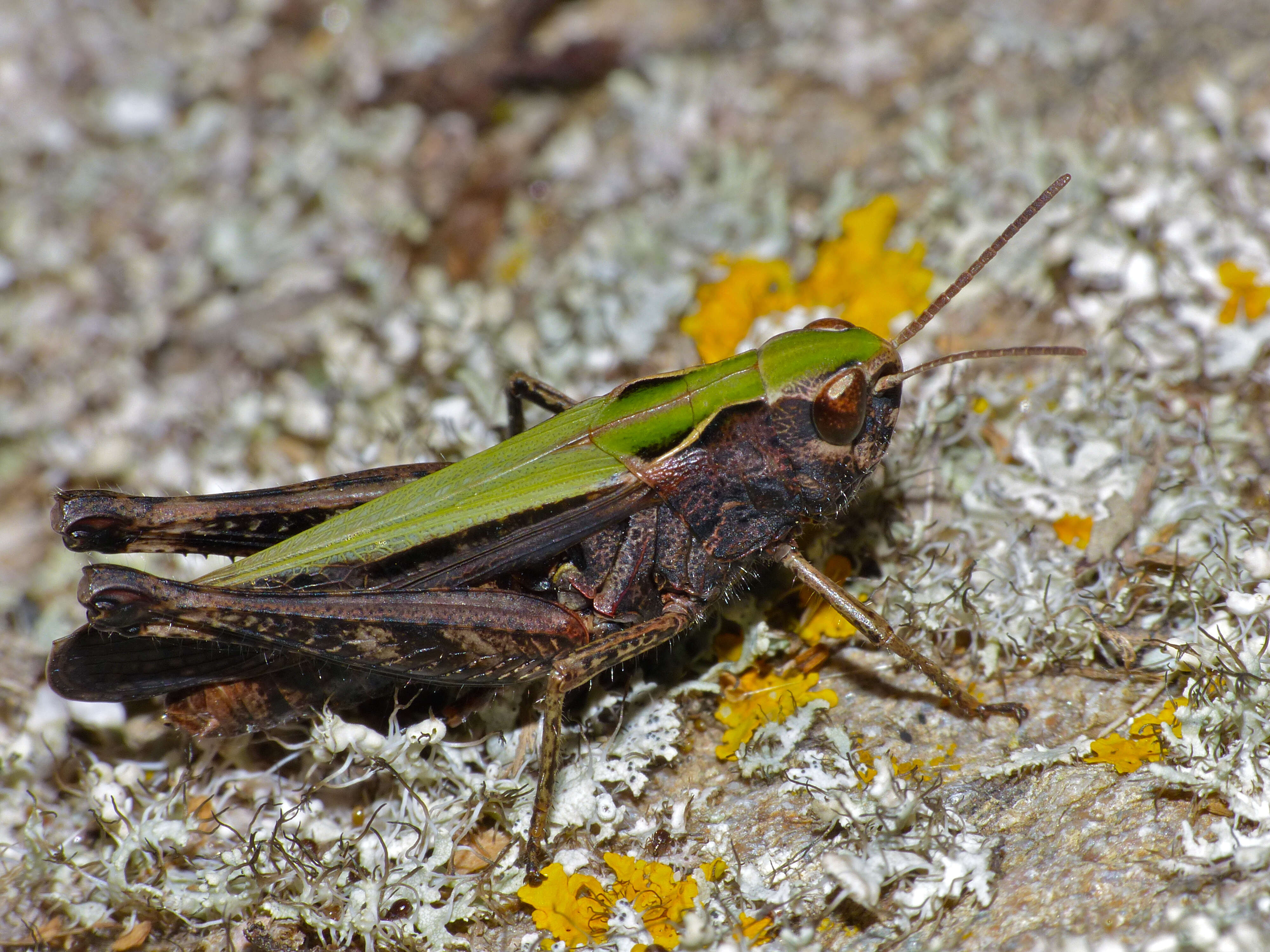 Image of woodland grasshopper