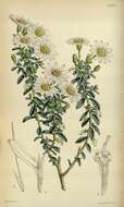 Image de Olearia phlogopappa (Labill.) DC.