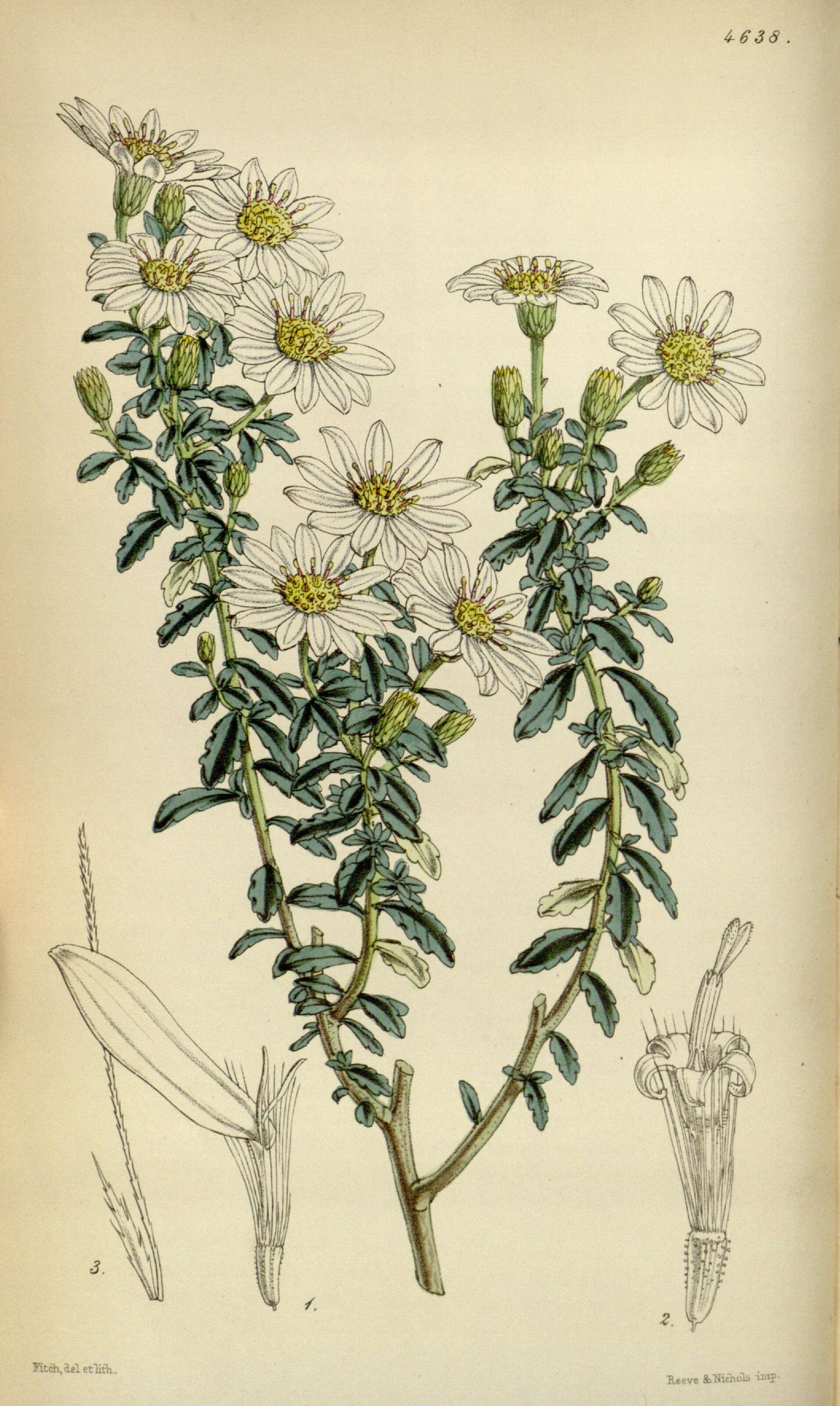 Olearia phlogopappa (Labill.) DC. resmi