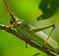 Plancia ëd Taphronota (Taphronota) calliparea (Schaum 1853)