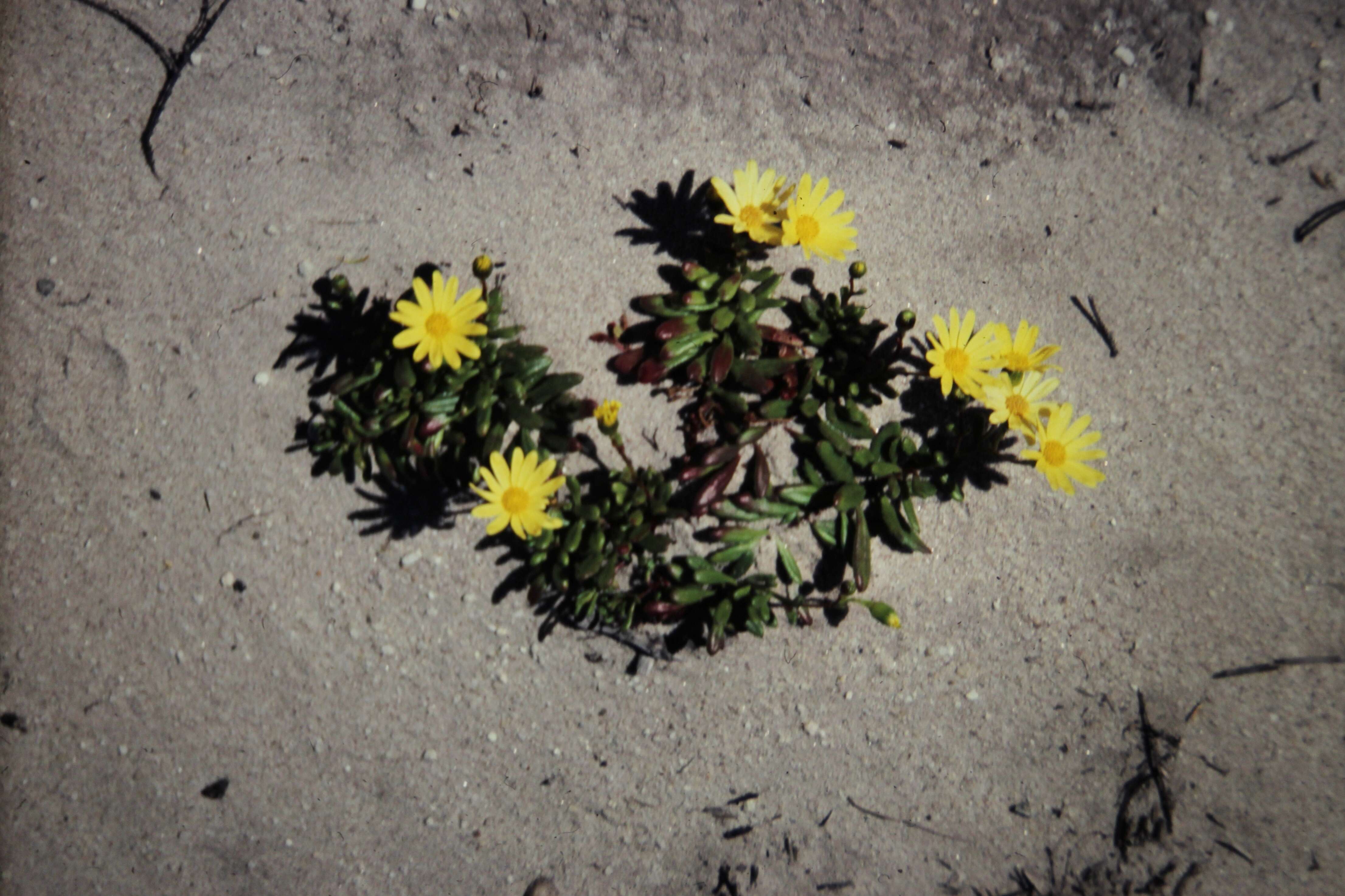 Image of Senecio spathulatus A. Rich.