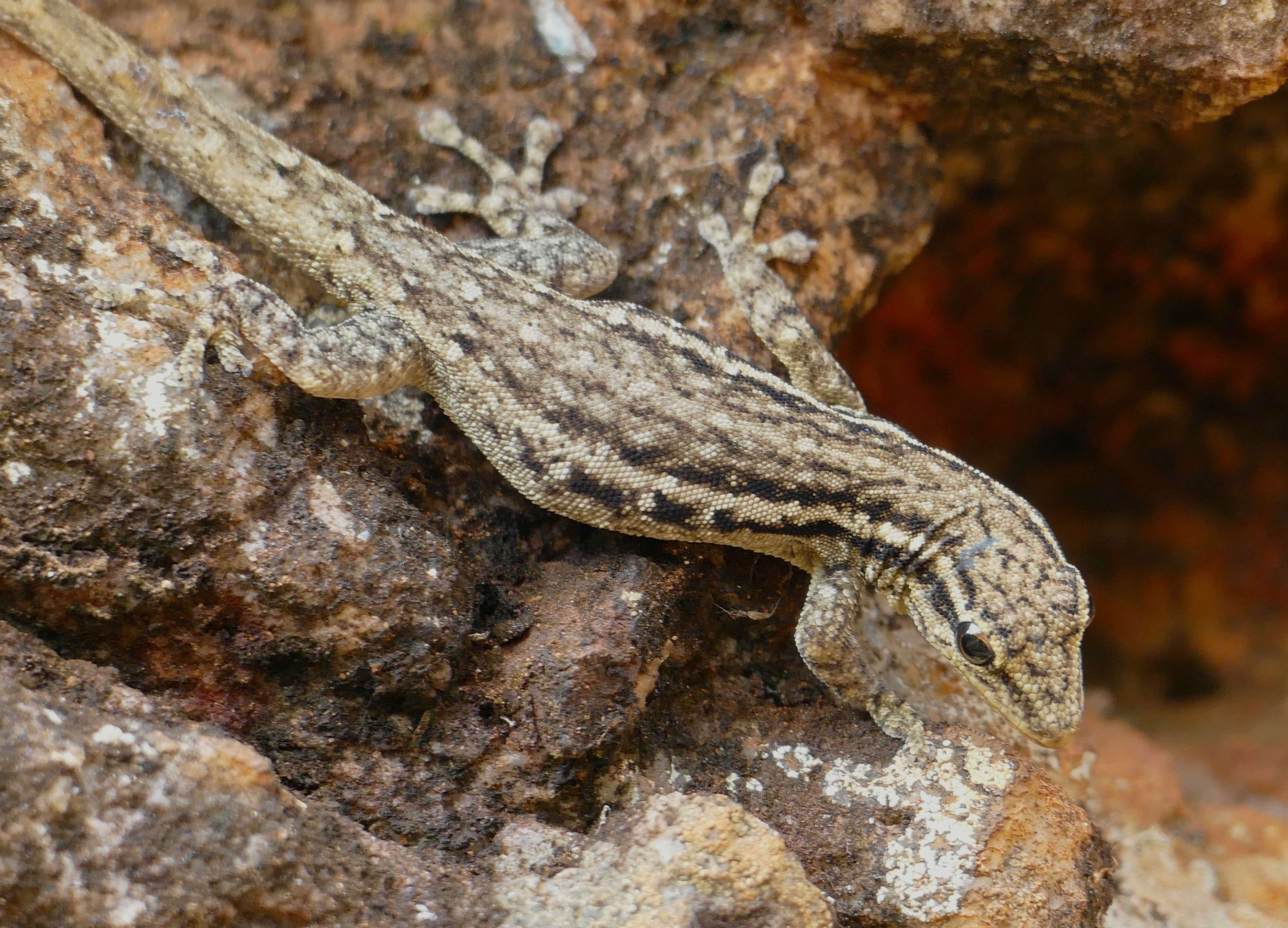 Image of Dwarf Geckos