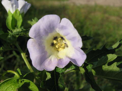 Image of nicandra