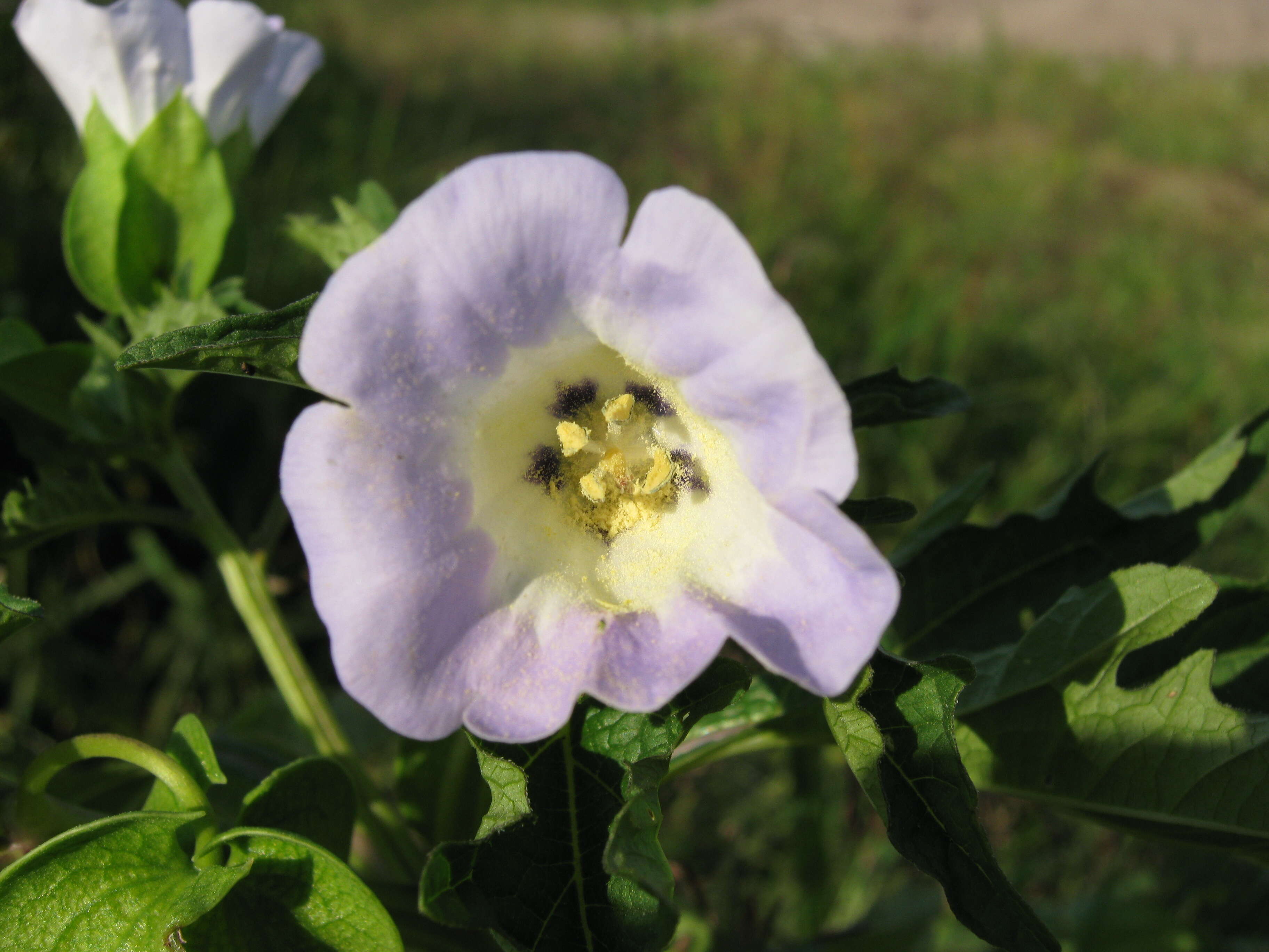 Image of nicandra