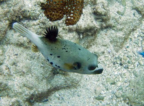 Image of Black Spotted Blow Fish