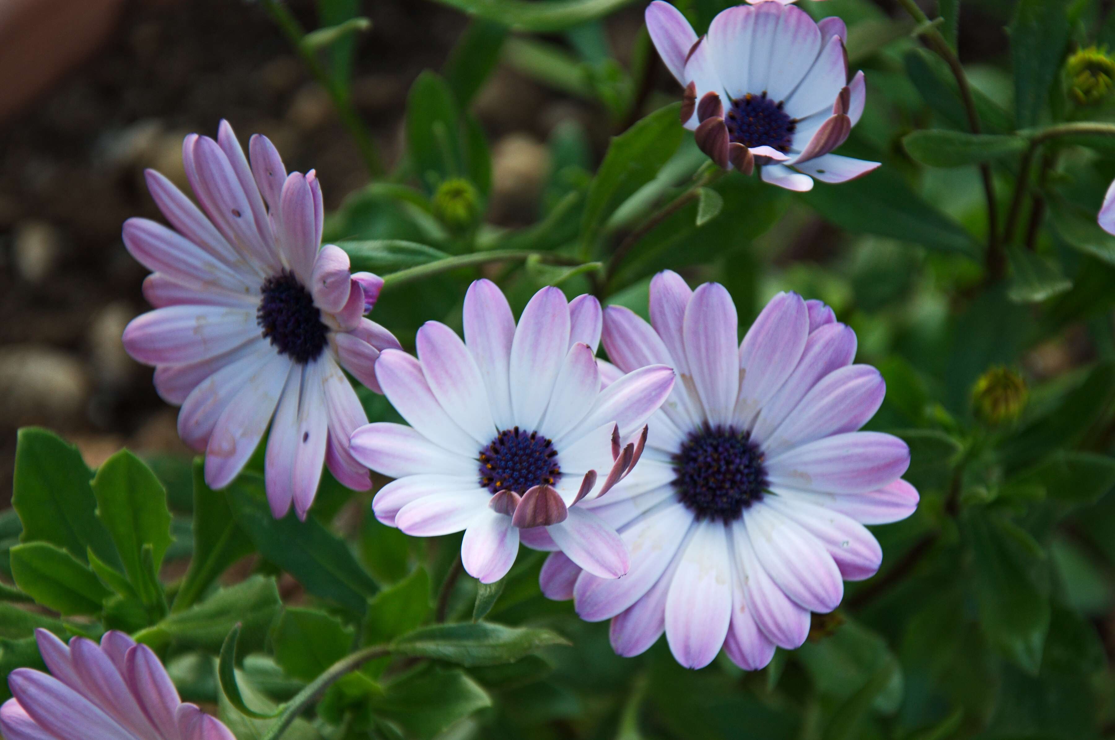 Image de Dimorphotheca tragus (Ait.) DC.