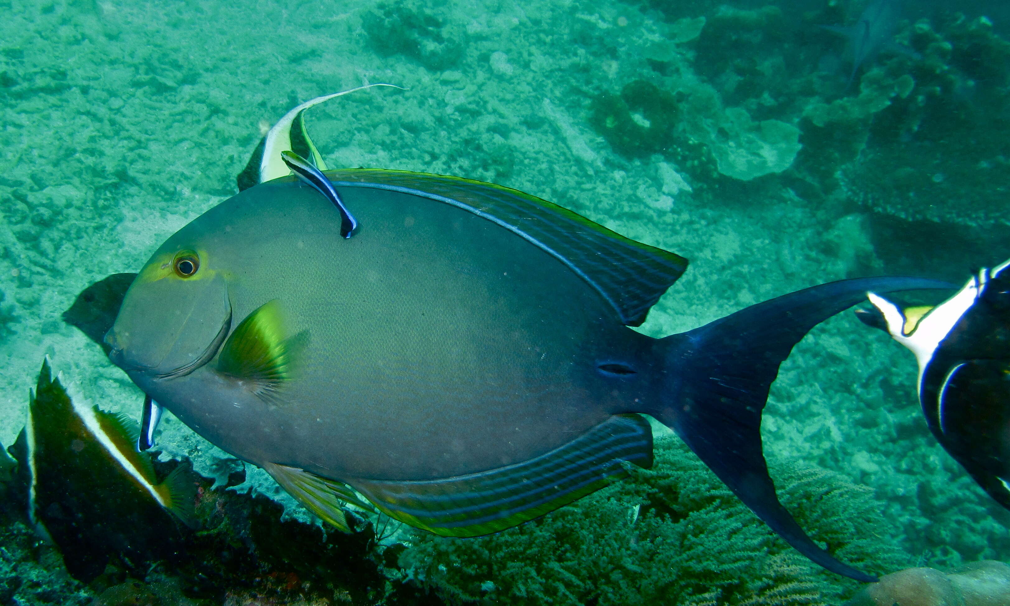 Image of Cuvier's Surgeonfish