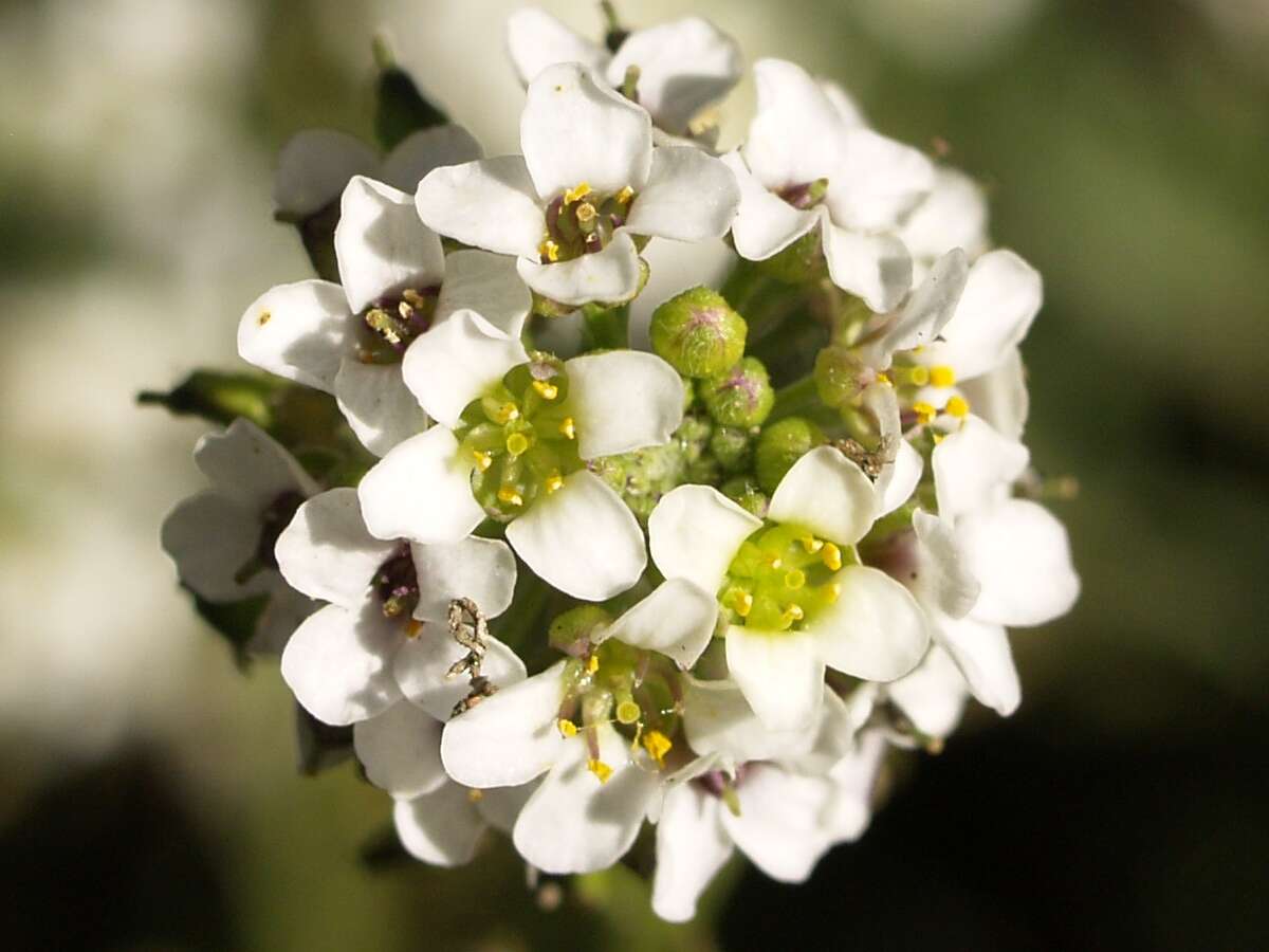 Image of sweet alyssum