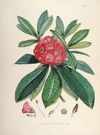 صورة Rhododendron barbatum Wall. ex G. Don