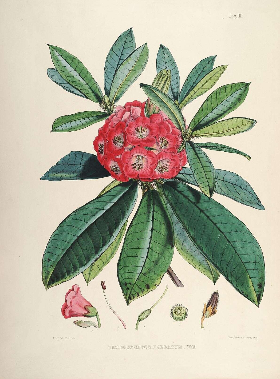 Image of Rhododendron barbatum Wall. ex G. Don