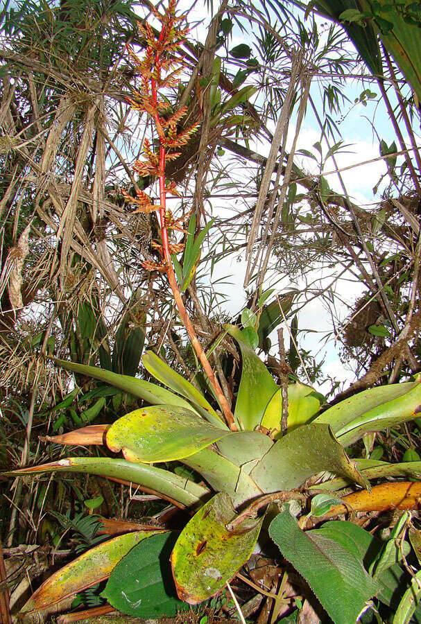 Image of Tillandsia maculata Ruiz & Pav.