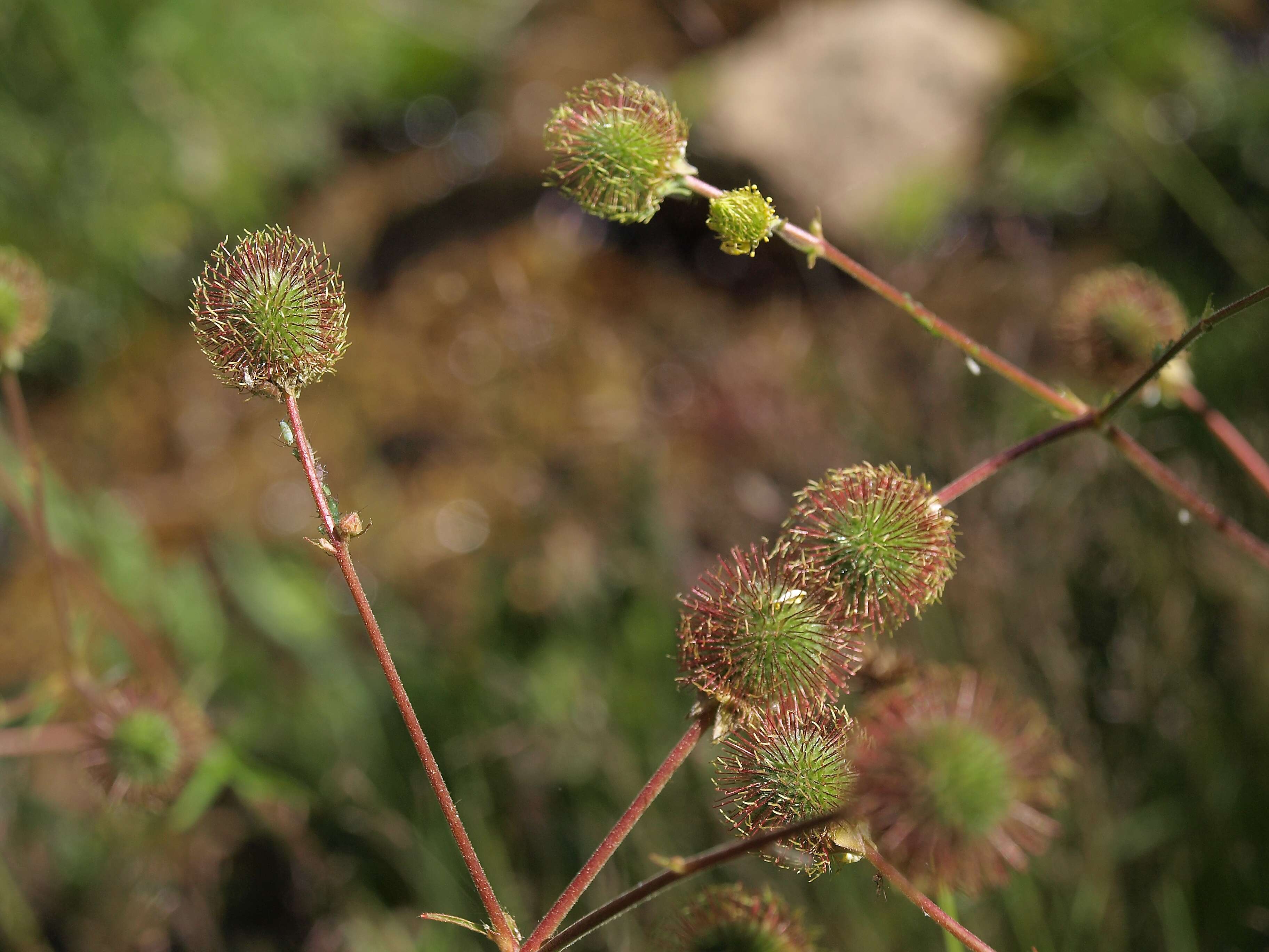 Image of Bigleaf Avens