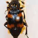 Imagem de Nicrophorus (Nicrophorus) montivagus (Lewis 1887)