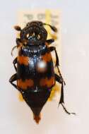 Imagem de Nicrophorus (Nicrophorus) montivagus (Lewis 1887)