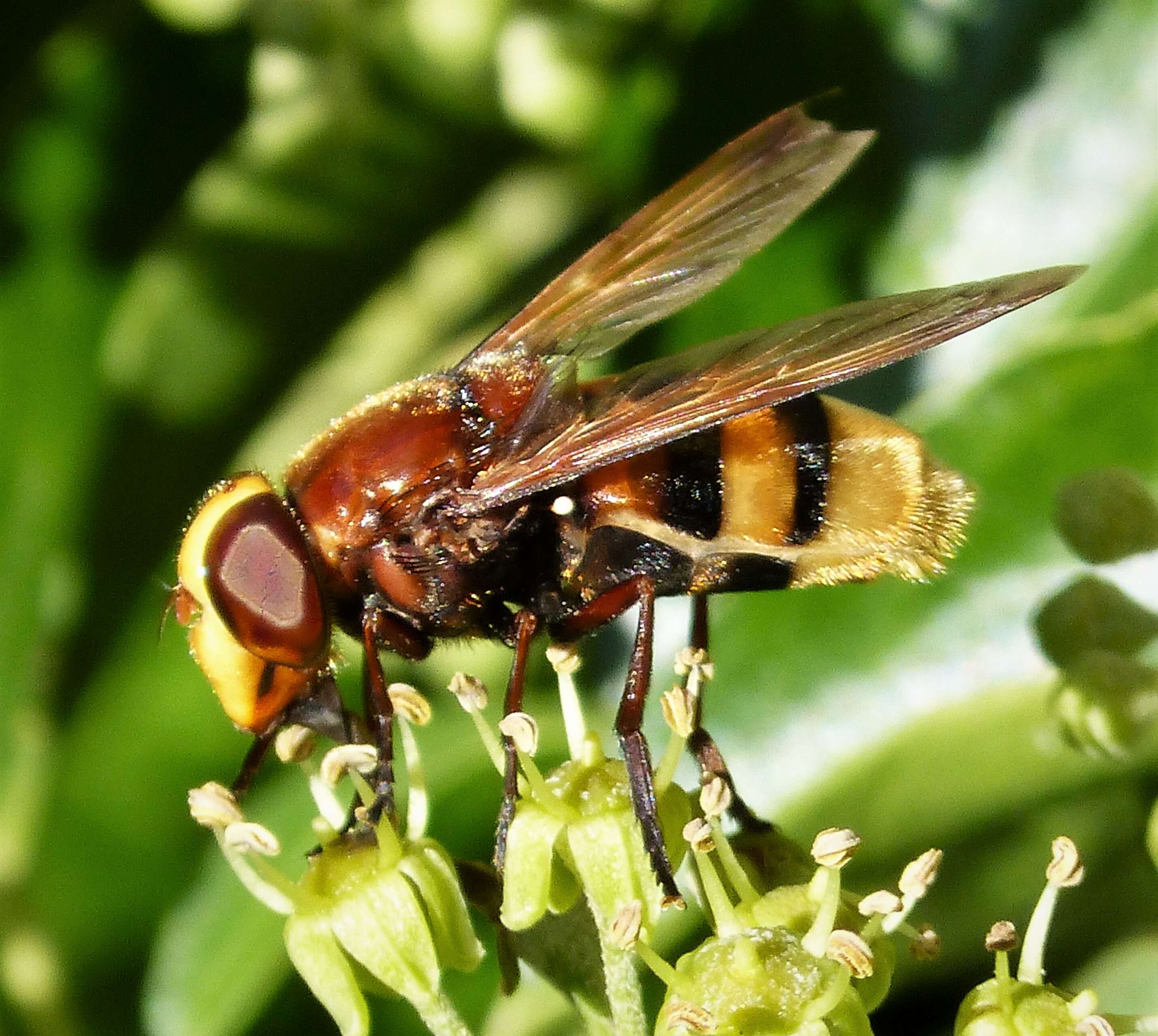 Image of Volucella