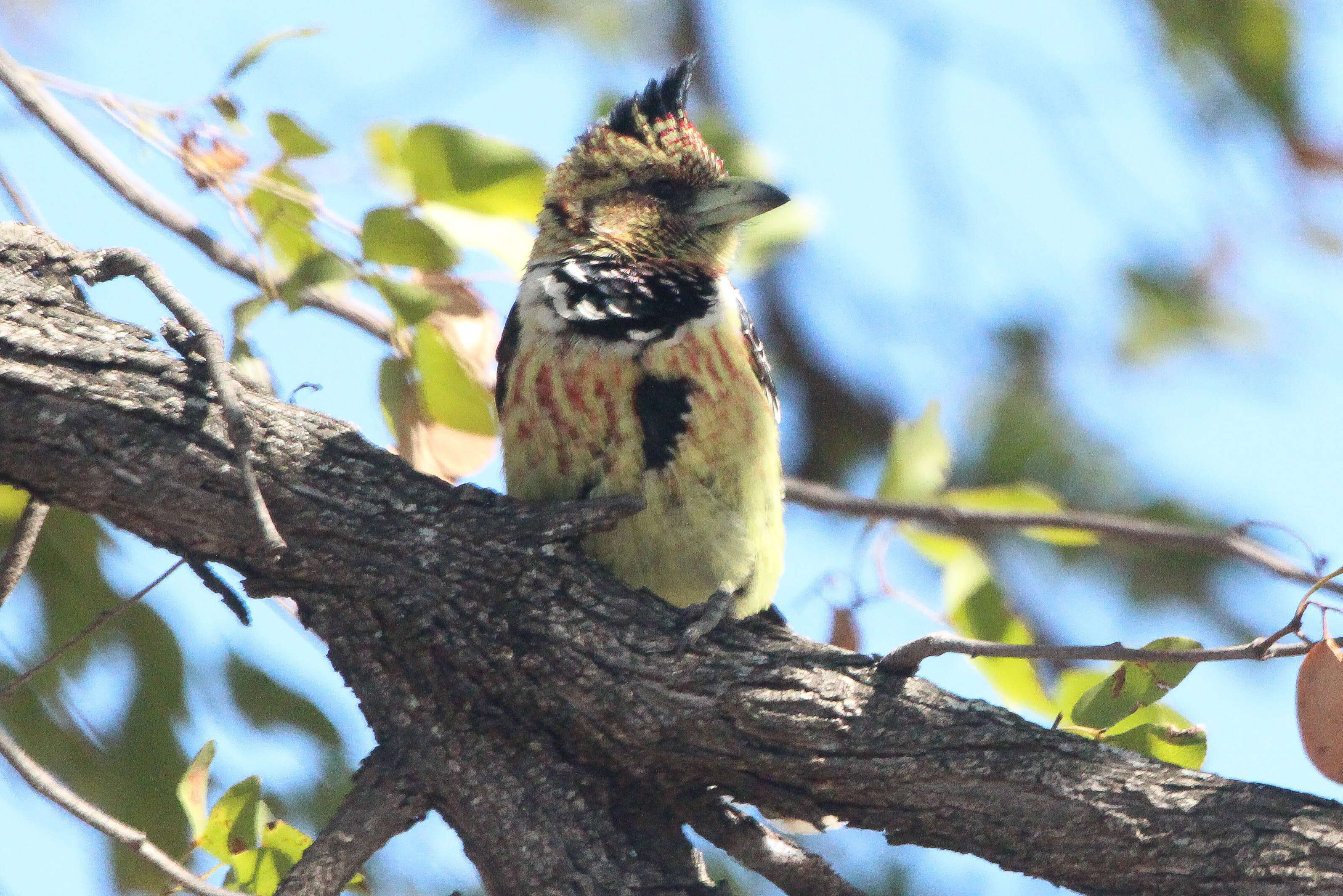 Image of African terrestrial barbets