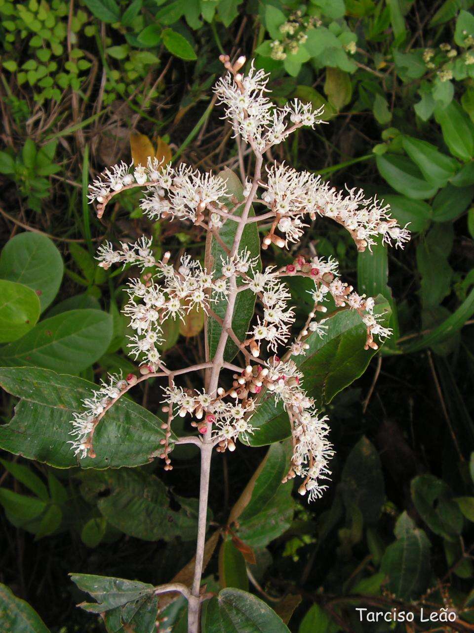 Image of Miconia albicans (Sw.) Steud.