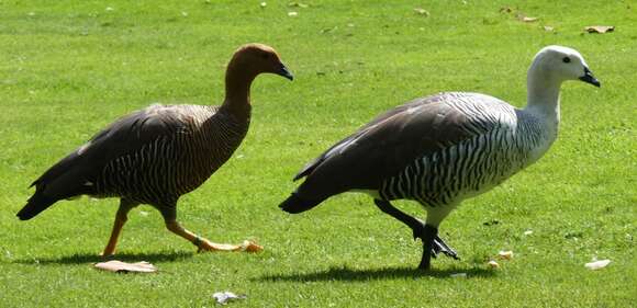 Image of magellan goose, upland goose