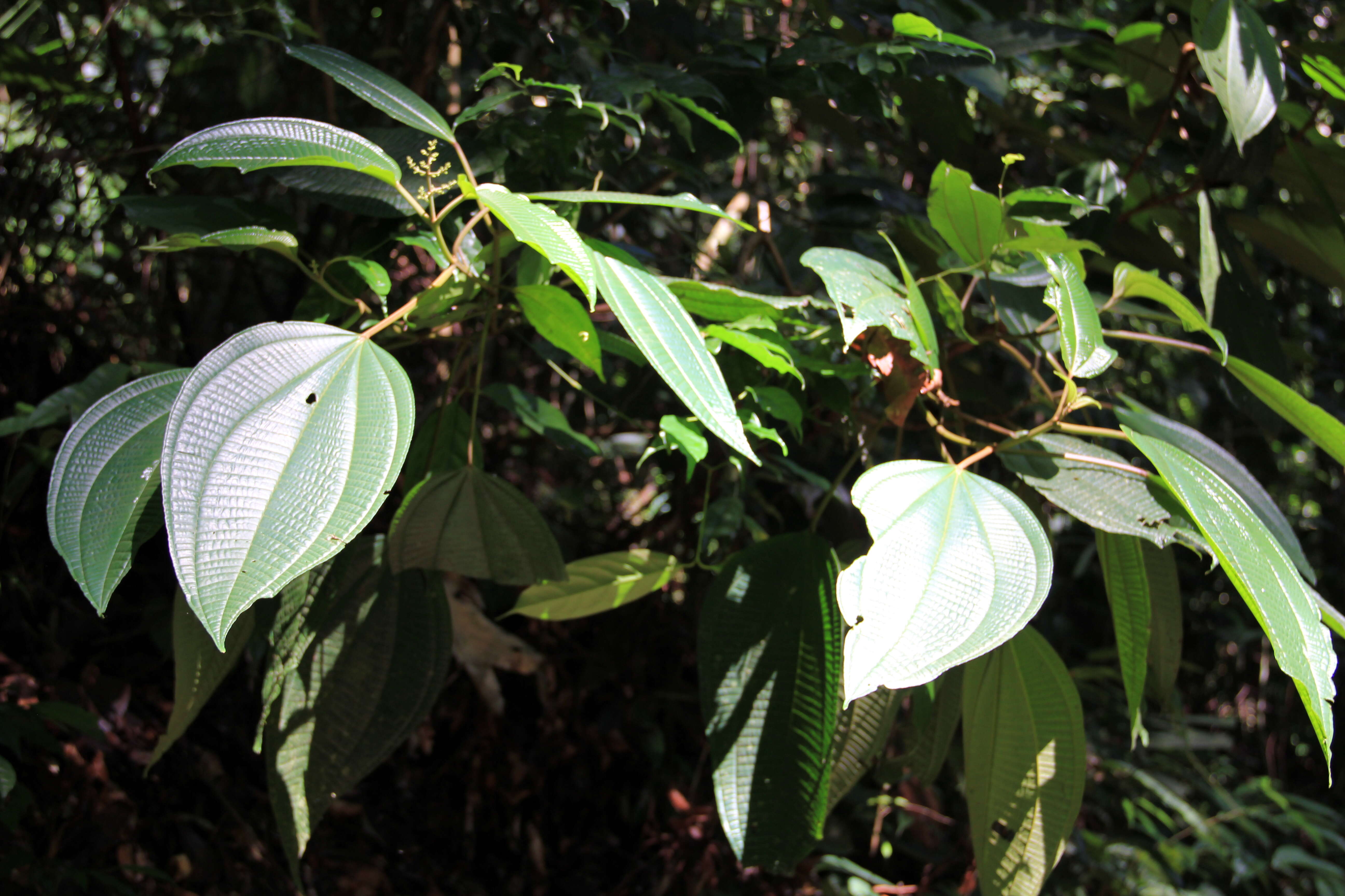 Image de Oxyspora bullata (Griff.) J. F. Maxwell