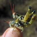 Image of Arid Lands Spur-Throat Grasshopper