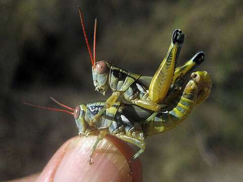 Image of Arid Lands Spur-Throat Grasshopper