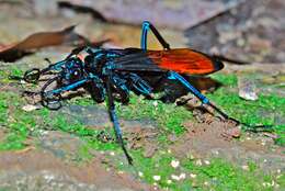 Image of Tarantula Hawks